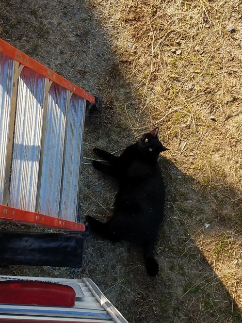 Looking down from the travel trailer roof at the ladder and my black cat, Char